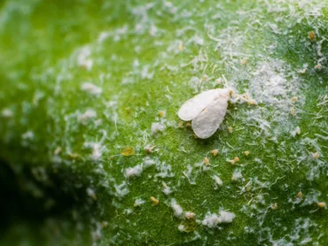 Whiteflies