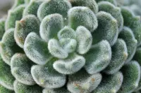 Echeveria setosa