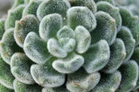 Echeveria setosa
