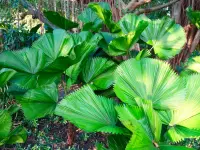 Ruffled fan palm