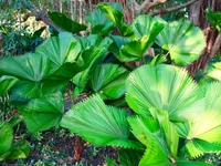 Ruffled fan palm