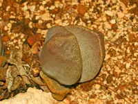 Splitrock Quaggafig