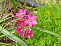 Ornamental Onion