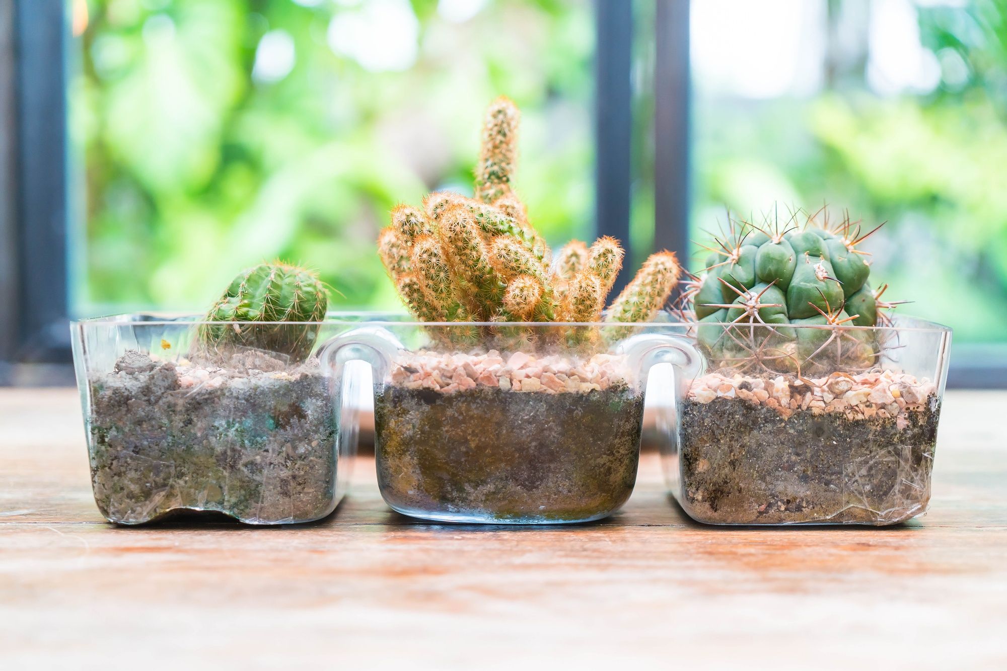 Humidity Methods That Work Best - Use Terrariums or Glass Domes