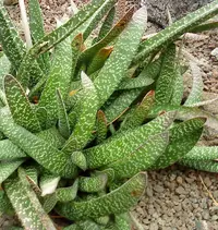 Keeled Oxtongue