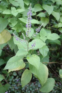 Painted Nettle (Coleus scutellarioides) plant