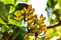 pistachio nut