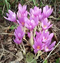 autumn crocus