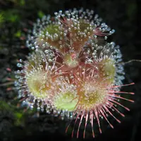 tropical sundew