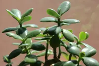 Jade plant (Crassula ovata) plant
