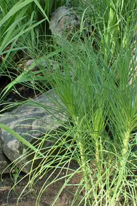 Jacob´s Rod (Asphodeline liburnica) plant