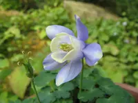 Siberian columbine