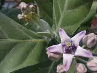 giant milkweed (Calotropis gigantea) plant