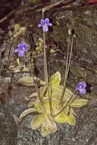 California butterwort