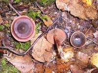 Cortinarius anthracinus (Cortinarius anthracinus) plant