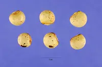 pigeonpea