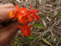 Epidendrum radicans flowers
