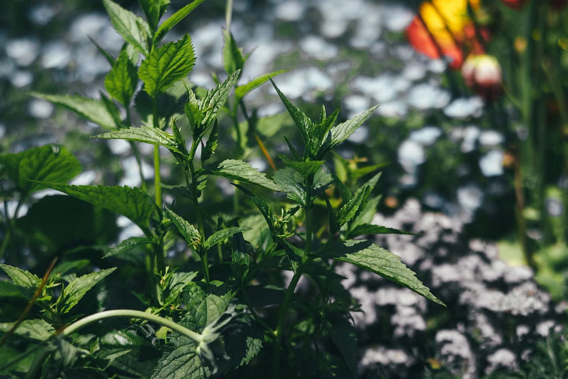 Best Plants That Repel Spiders - Catnip