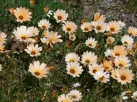 African daisy