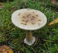 False Death-cap