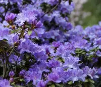 Rhododendron impeditum flowers