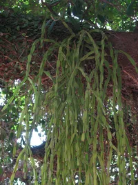 Chain Cactus (Rhipsalis paradoxa) plant