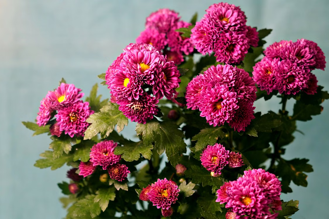 Best Plants That Repel Spiders - Chrysanthemum 