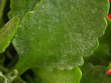 Powdery Mildew