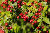 hawthorn