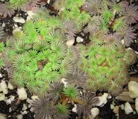 Oxalis palmifrons leaves