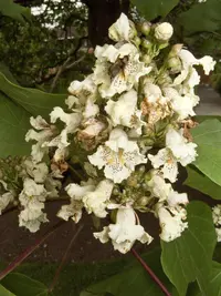 Chinese catalpa (Catalpa ovata) plant