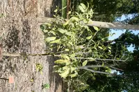 lecythis (Lecythis minor) plant