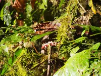 Anthurium consobrinum