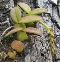 Bulbophyllum elliotii