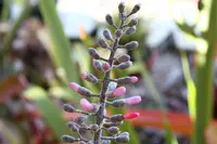 Aechmea lueddemanniana (Aechmea lueddemanniana) plant