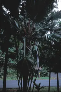 Blue latan palm