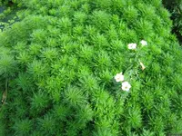 Limnophila sessiliflora blooms