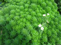 Limnophila sessiliflora blooms