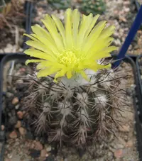 Eriosyce islayensis