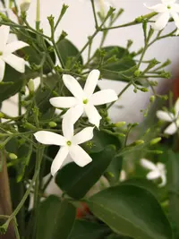 Lemon-scented jasmine