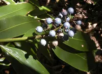Native Ginger