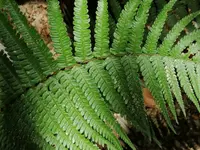 Dryopteris pseudomas leaf