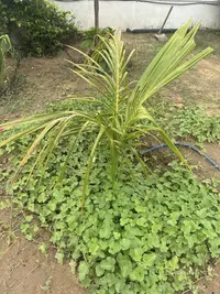 Coconut photo by a Botan App user