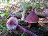 Bleeding Fairy Helmet (Mycena haematopus) plant