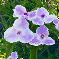 Spiderwort (Tradescantia 'Bilberry Ice') plant