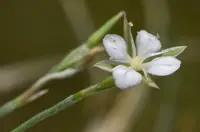 Bufonia perennis