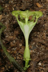 Parachute Flower (Ceropegia sandersonii) plant