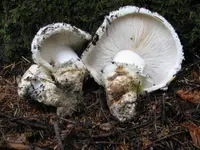 American matsutake