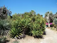 Agave horrida
