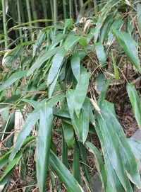 large-leaved bamboo